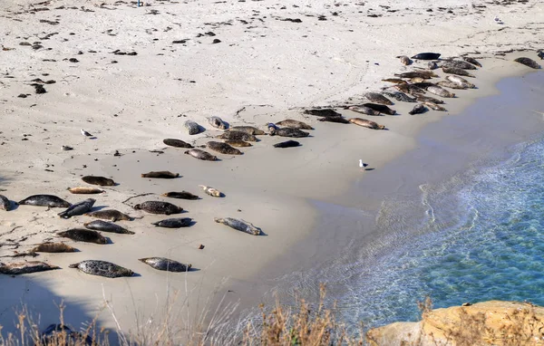 Sea Lions swimming, wading and lying in the sun in La Jolla, California (near San Diego).