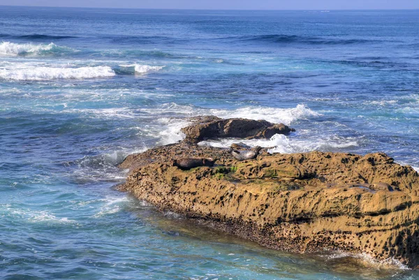 Lions Mer Nageant Pataugeant Couché Soleil Jolla Californie Près San — Photo