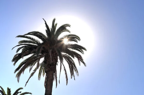 Bir Palmiye Ağacının Geçen Güneş — Stok fotoğraf