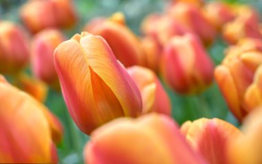 Hollanda 'da bir bahçede sıra sıra laleler ve diğer çiçekler.