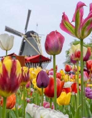 Hollanda 'da bir yel değirmenini çevreleyen laleler.