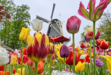 Hollanda 'da bir yel değirmenini çevreleyen laleler.