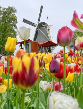 Hollanda 'da bir yel değirmenini çevreleyen laleler.