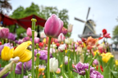 Hollanda 'da bir yel değirmenini çevreleyen laleler.