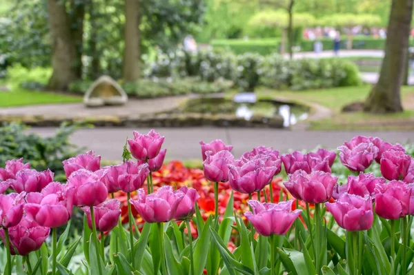 Linhas Tulipas Outras Flores Jardim Nos Países Baixos — Fotografia de Stock