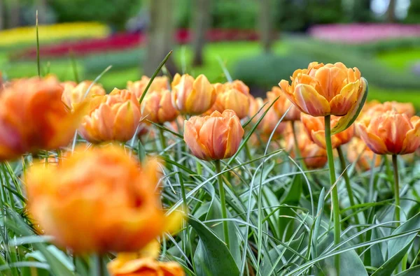 Rows Tulips Other Flowers Garden Netherlands — Stock Photo, Image