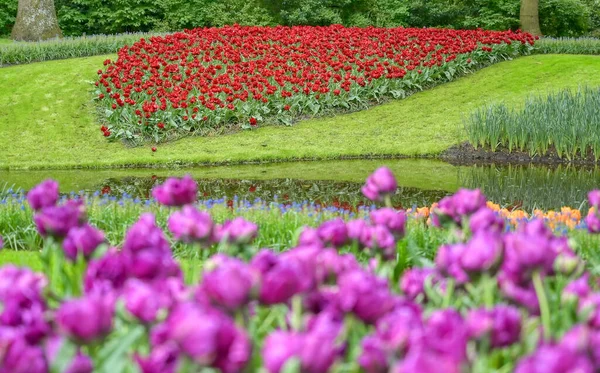 Rader Tulpaner Och Andra Blommor Trädgård Nederländerna — Stockfoto