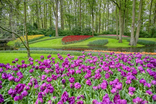 Wiersze Tulipanów Innych Kwiatów Ogrodzie Holandii — Zdjęcie stockowe