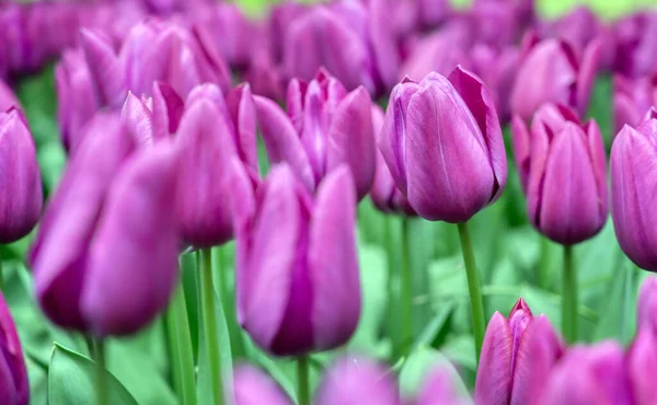 Ряди Тюльпанів Інших Квітів Саду Нідерландах — стокове фото