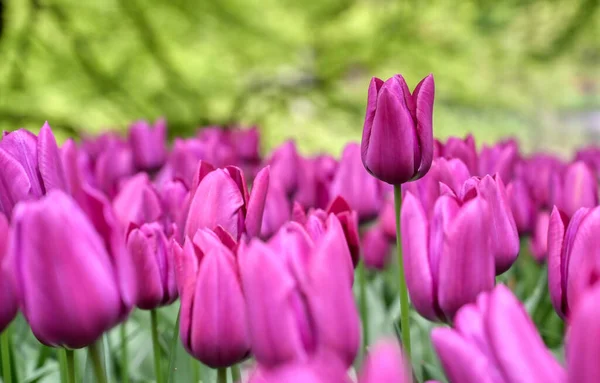 Řady Tulipánů Jiných Květin Zahradě Nizozemsku — Stock fotografie