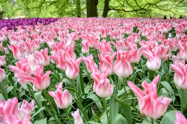荷兰花园里的一排排郁金香和其他花卉 — 图库照片
