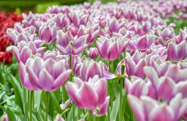 Řady Tulipánů Jiných Květin Zahradě Nizozemsku — Stock fotografie