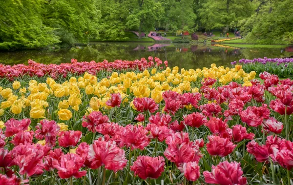 Linhas Tulipas Outras Flores Jardim Nos Países Baixos — Fotografia de Stock
