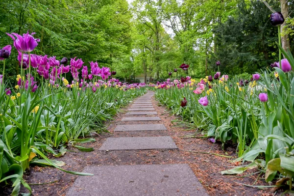 Linhas Tulipas Outras Flores Jardim Nos Países Baixos — Fotografia de Stock