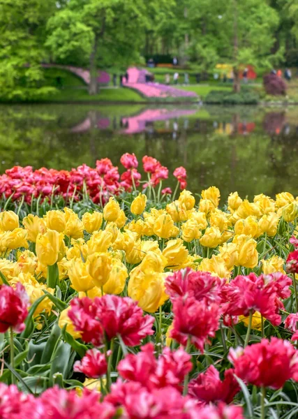 Rangées Tulipes Autres Fleurs Dans Jardin Aux Pays Bas — Photo