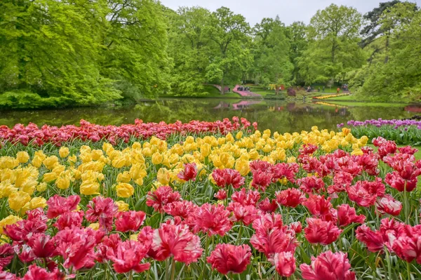 Linhas Tulipas Outras Flores Jardim Nos Países Baixos — Fotografia de Stock