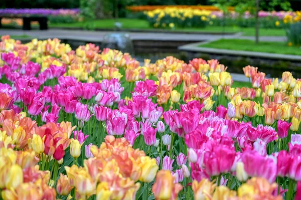 荷兰花园里的一排排郁金香和其他花卉 — 图库照片