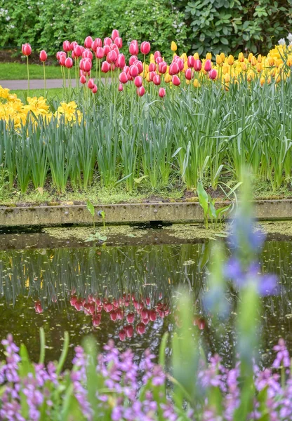 Linhas Tulipas Outras Flores Jardim Nos Países Baixos — Fotografia de Stock