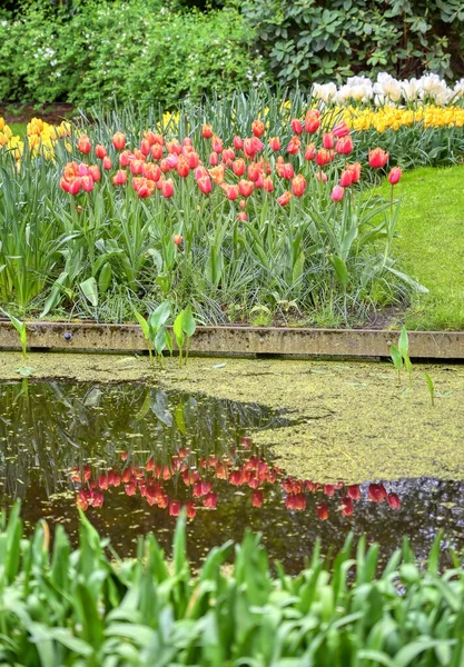 Linhas Tulipas Outras Flores Jardim Nos Países Baixos — Fotografia de Stock