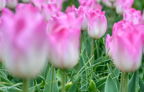 Řady Tulipánů Jiných Květin Zahradě Nizozemsku — Stock fotografie
