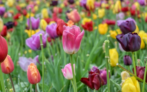 Řady Tulipánů Jiných Květin Zahradě Nizozemsku — Stock fotografie