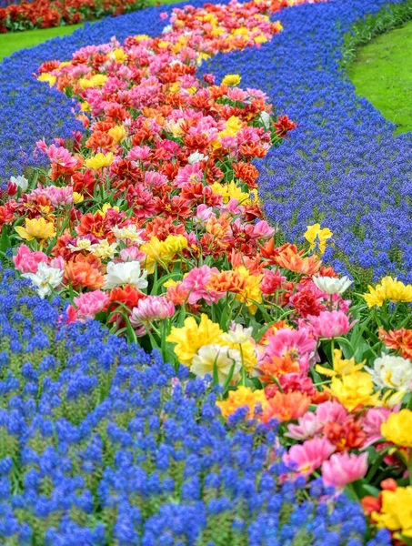 Reihen Von Tulpen Und Anderen Blumen Einem Garten Den Niederlanden — Stockfoto