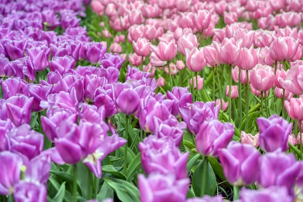 Řady Tulipánů Jiných Květin Zahradě Nizozemsku — Stock fotografie