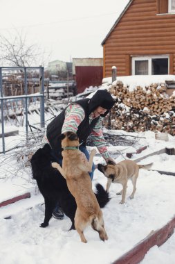 Yaşlı adam büyük köpeklerle oynuyor
