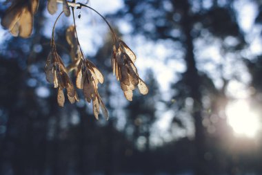 arka plan ağaç dalları kış bokeh