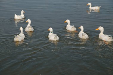 Kış boyunca su üzerindeki vahşi ördekler. Ördekler nehir boyunca yüzer. Mallard, Wild Duck, Anas platyrhynchos.