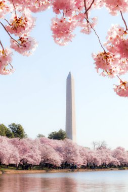 Washington DC Kiraz Çiçeği Festivali. Gelgit havzasının etrafında Washington anıtı var.