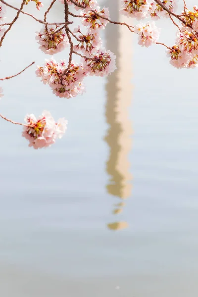 Cherry Blossom Festival Med Washington Minnesmärke Runt Tidvattenbassängen Stockbild