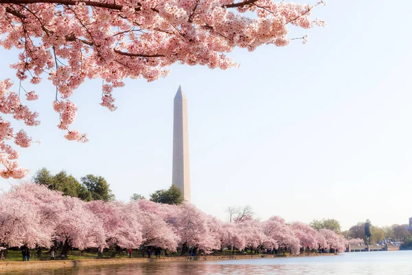 Washington Cherry Blomsterfestival Med Washington Minnesmärke Runt Tidvattnet Royaltyfria Stockfoton