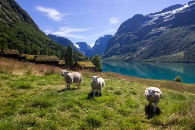 Norveç'te Lovatnet gölde koyun