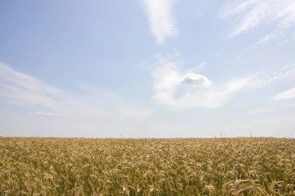 収穫前に の穀物のフィールド — ストック写真