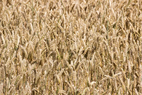 Field Grain Harvest — Stock Photo, Image