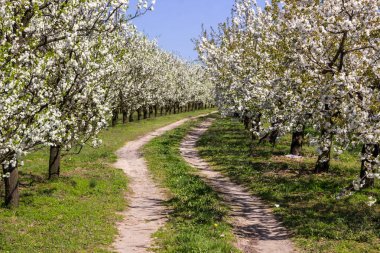 Sokak çiçekli meyve ağaçları bir bahçemiz baharında