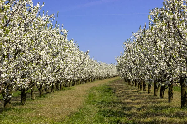 Alley flowering fruit trees in an orchard in spring