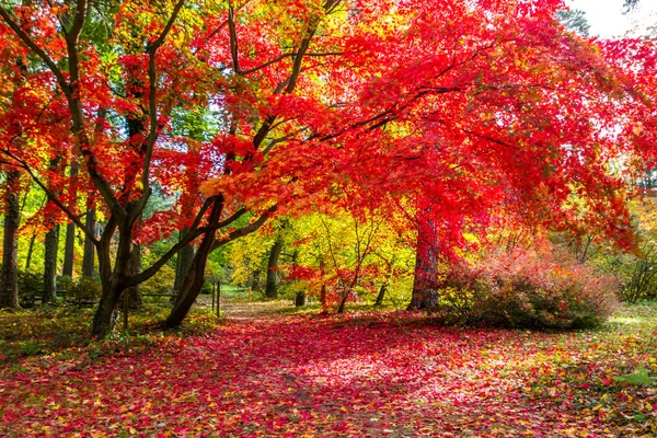 Farbenfrohe Herbstblätter Park — Stockfoto