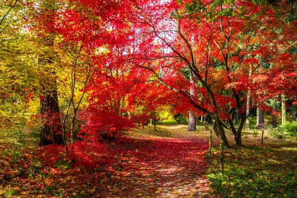 Foglie Autunnali Colorate Nel Parco — Foto Stock