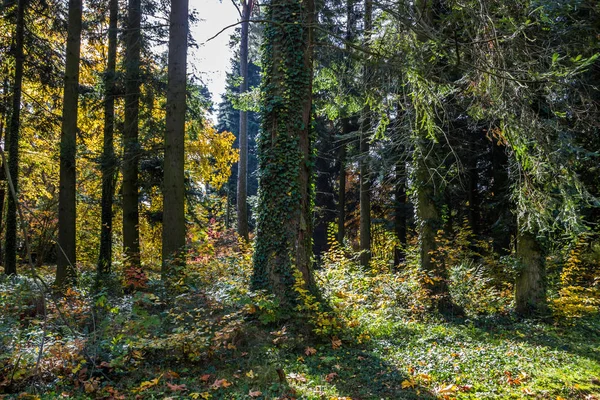 公園の紅葉がカラフルで — ストック写真