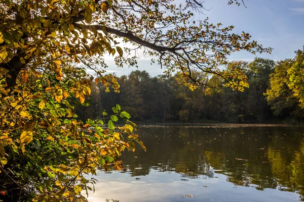 Красочные Осенние Листья Деревьев Парке — стоковое фото