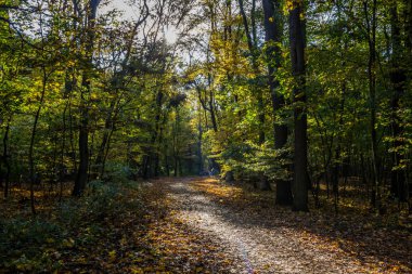 sonbahar park'ın renkli yapraklarda