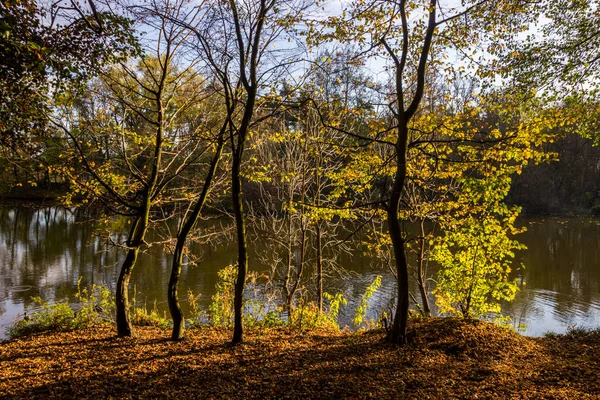 Цветные Листья Осеннем Парке — стоковое фото