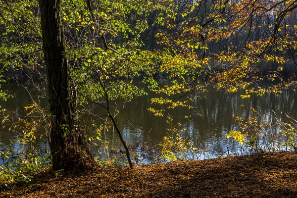 Färgglada Löv Höst Park — Stockfoto