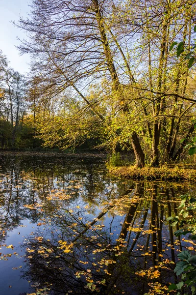 Színes Őszi Levelek Parkban — Stock Fotó