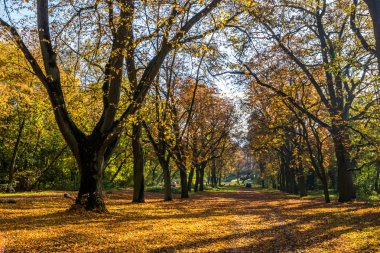 Parktaki sonbahar sokağı renkli yapraklarla dolu.