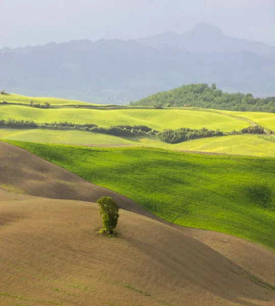 Verdi Dolci Colline Della Val Orcia Toscana — Foto Stock