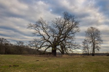 Günbatımında meşelerin üzerinde kara bulutlar