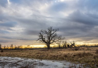 Günbatımında meşelerin üzerinde kara bulutlar